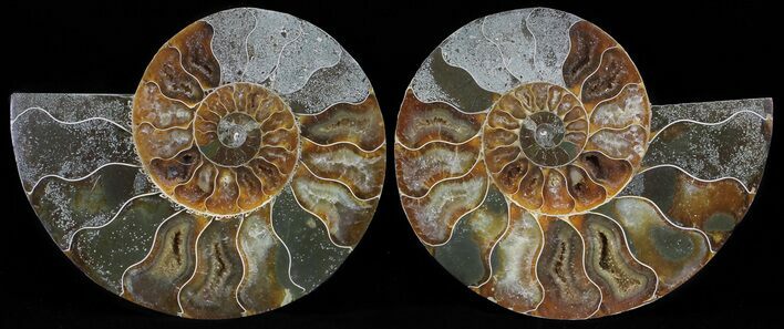 Polished Ammonite Pair - Agatized #54313